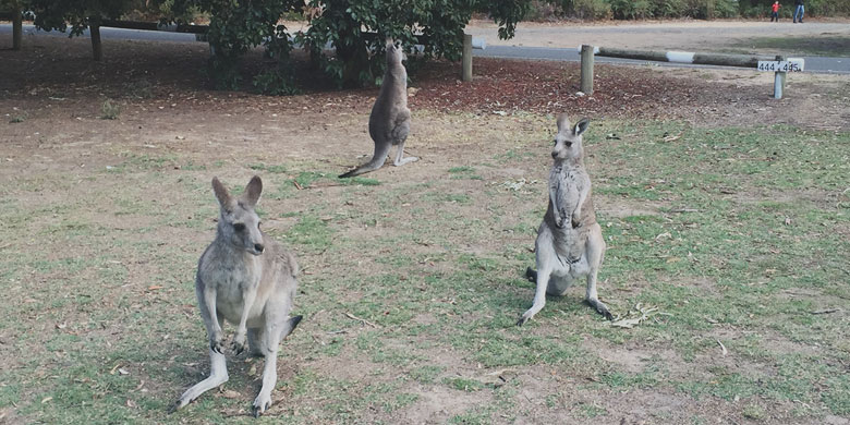 Au Pair in Australia